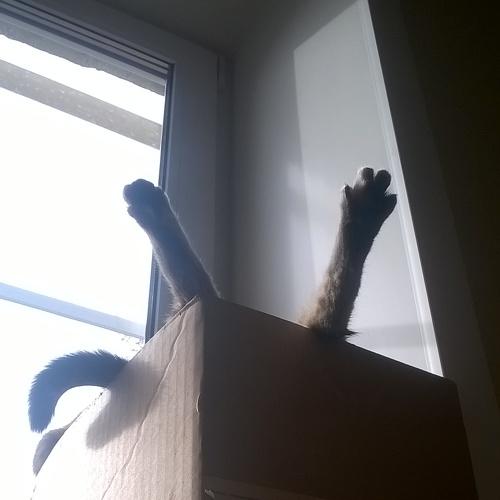 Photo #4660230