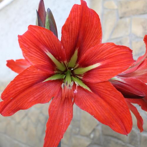 Photo #4660254