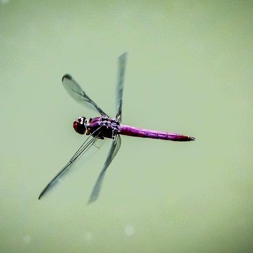 Photo #4660297