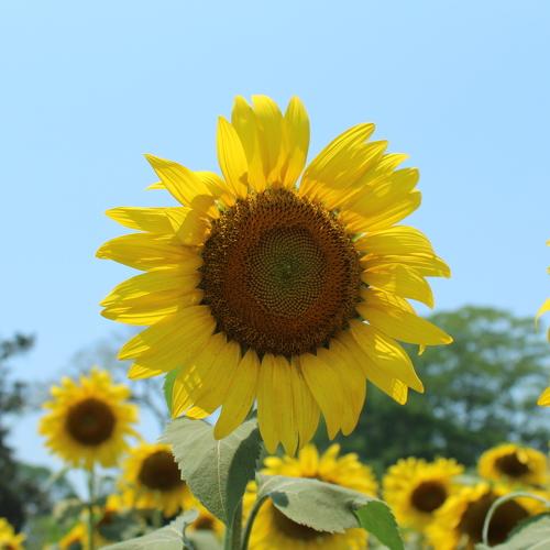 Photo #4660327