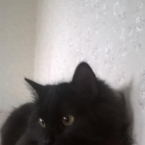 Photo #4661221