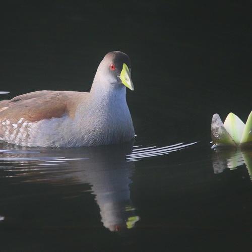 Alone in the river