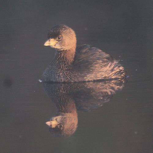 Photo #4661566