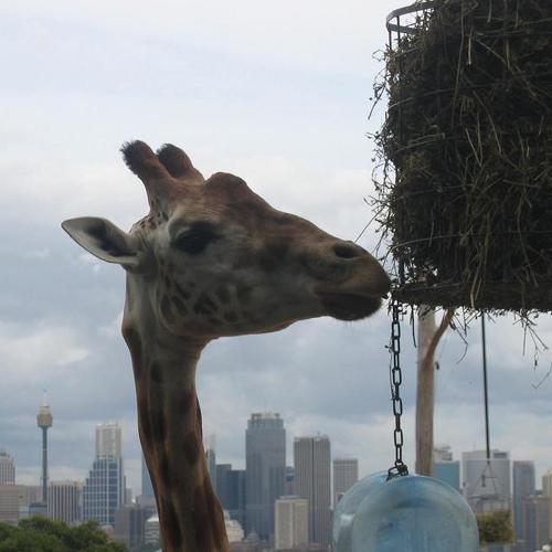 Photo #4662318