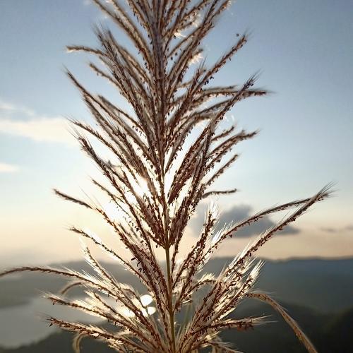 Photo #4662472