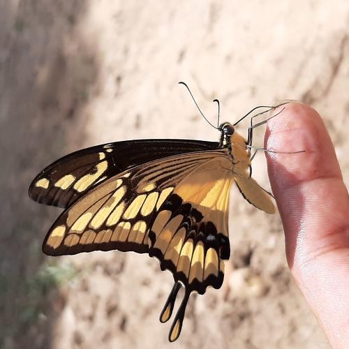 Photo #4662555