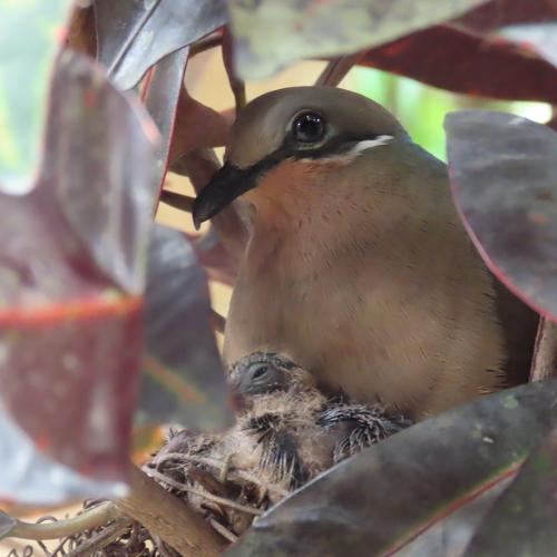 white eared brown dove