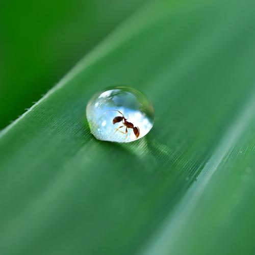 Disastrous Droplet