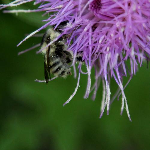 Photo #4664859