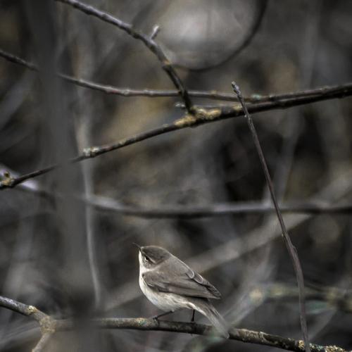 Photo #4665084