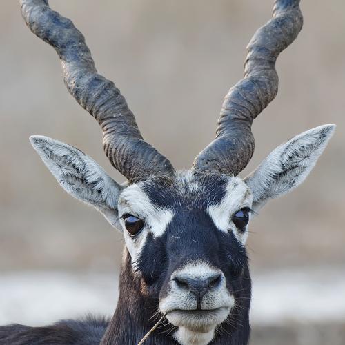 Photo #4665117