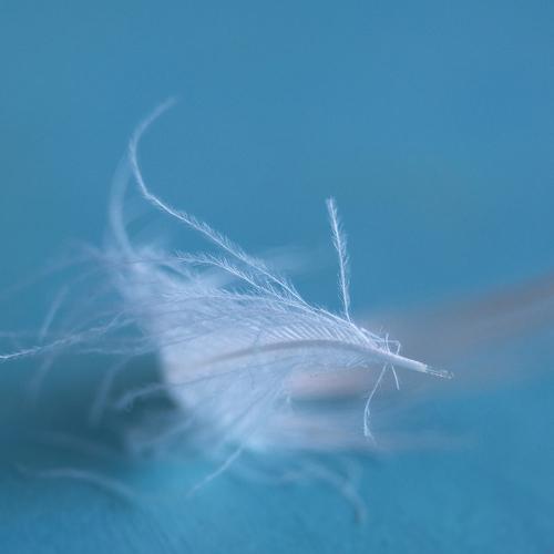 Little white feather.