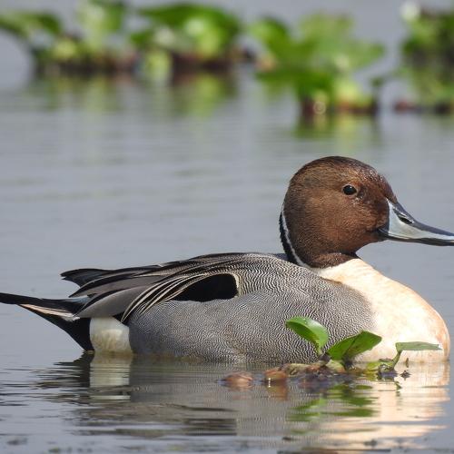 Northern Pintail