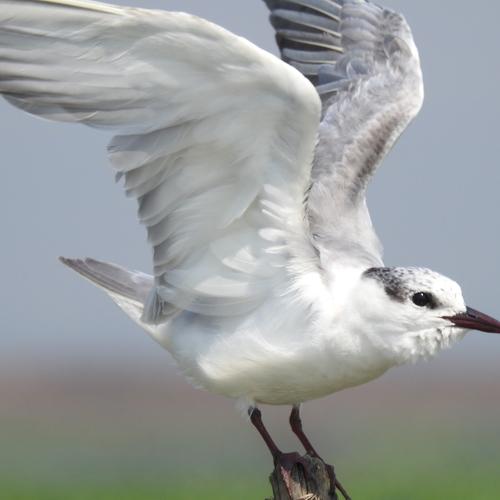 Whiskered tern