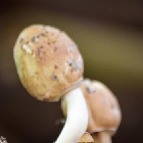 Photo #4667710