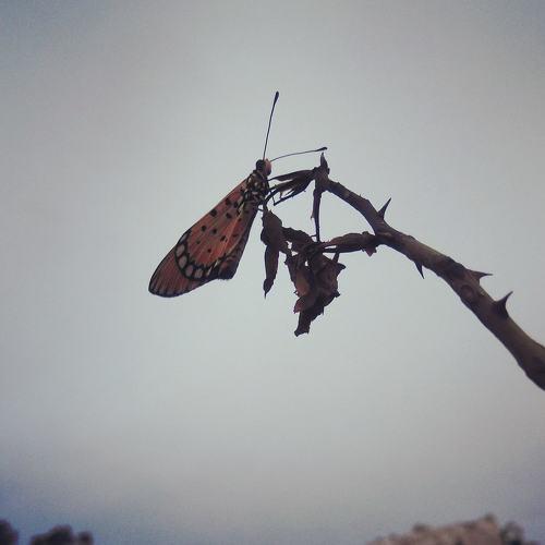 Photo #4667747