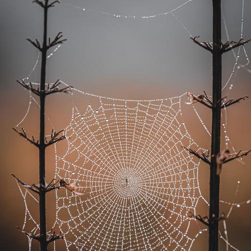 Spider nest beetwen brunch