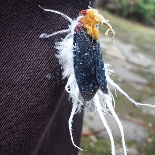 Gallinita de montaña
