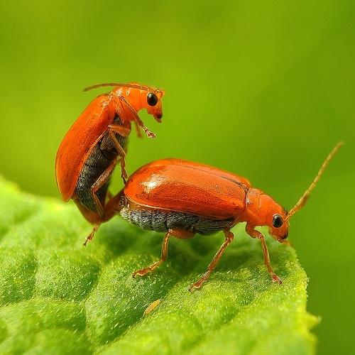 All creatures join to express nature's purpose.