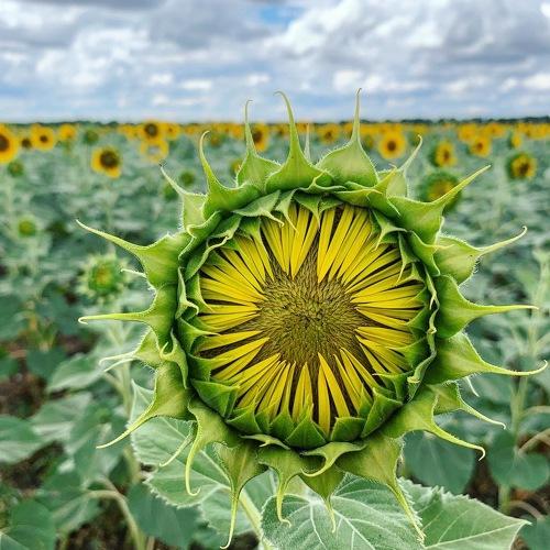 Photo #4672300