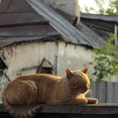 Photo #4672615