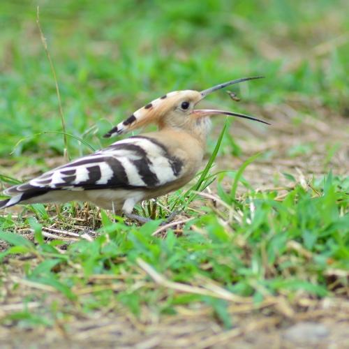 Photo #4672932