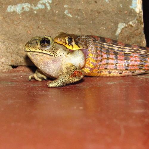 Dont take photos,please help me (frog mind voice)