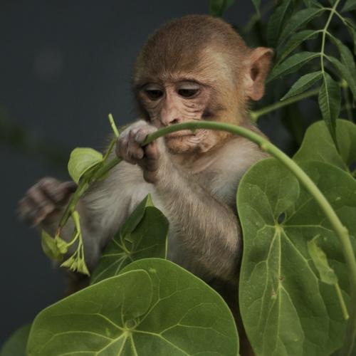The Kid Monkey