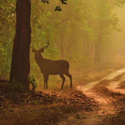 Kanha Kisli National Park, Madhya Pradesh