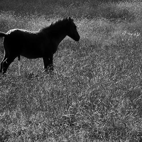 Van Gogh Horse