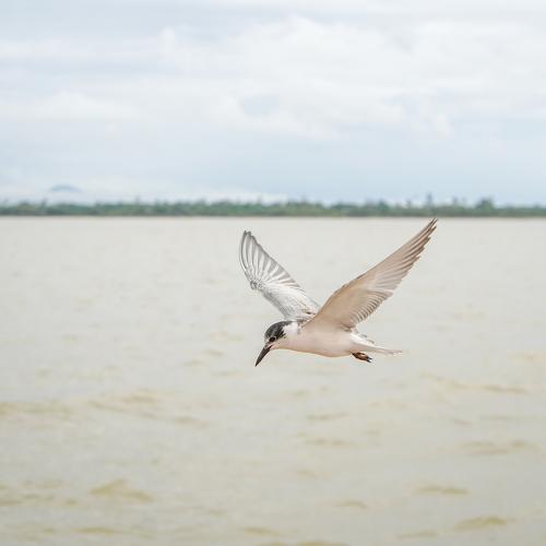 Survival of a bird