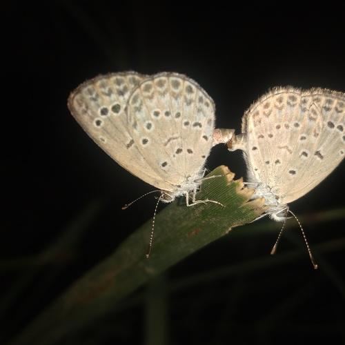 The Mating fairies