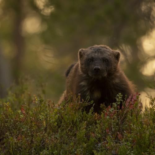 Photo #4674045