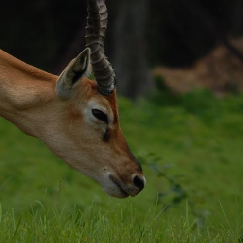 Chinkara