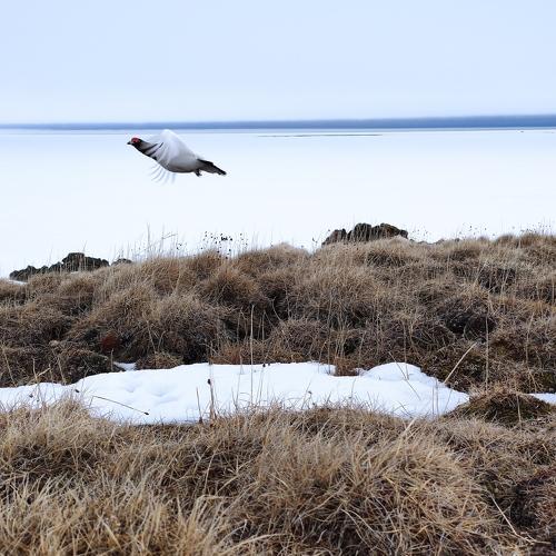 Photo #4675250