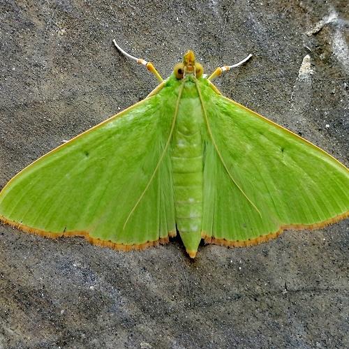 Green moth