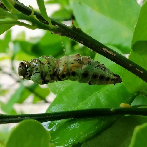 Metamorphosis