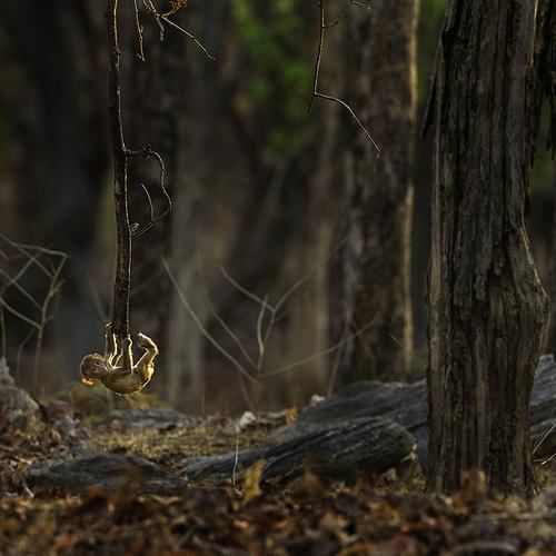 Photo #4677006