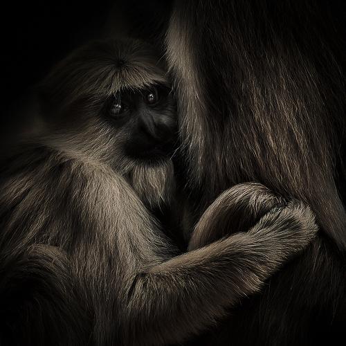 Photo #4677110