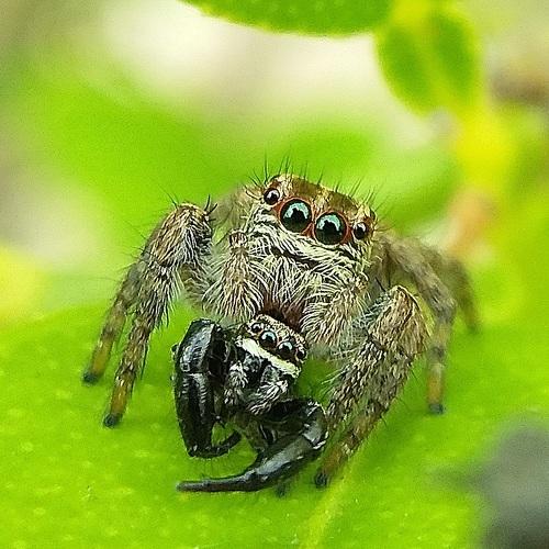 Jumping spider .....the killer