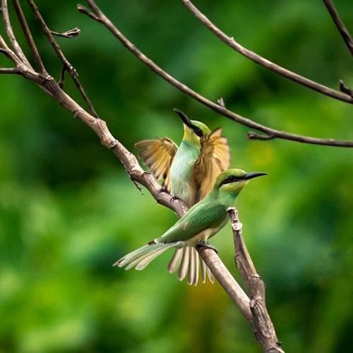 Green Bee Eater