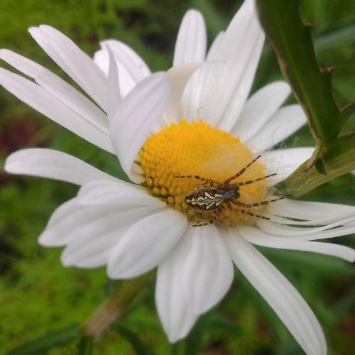 Photo #4680297