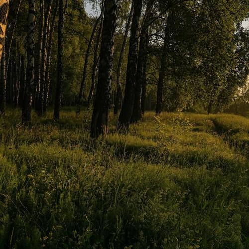 Photo #4681089
