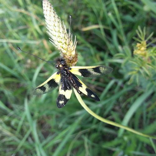 Photo #4681538