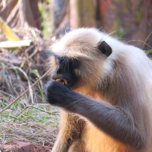 Photo #4683857