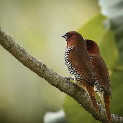 Photo #4684624