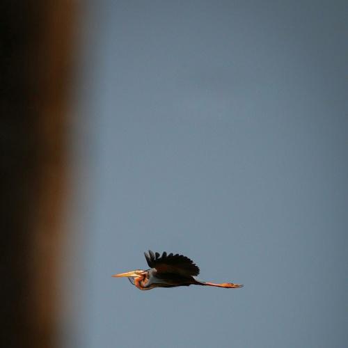 Photo #4684637