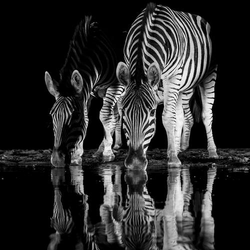 Two Zebras