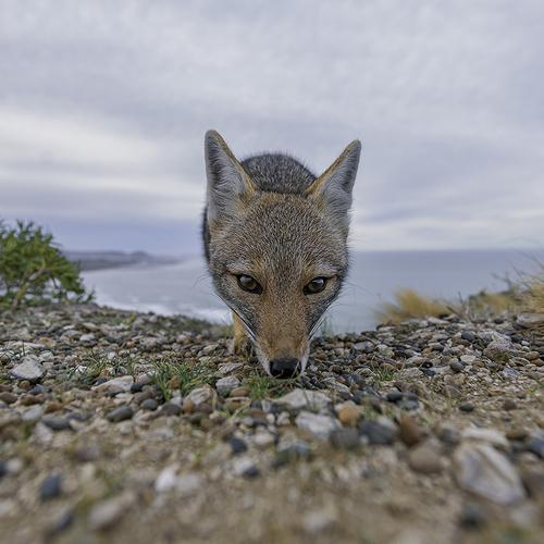 Photo #4685290