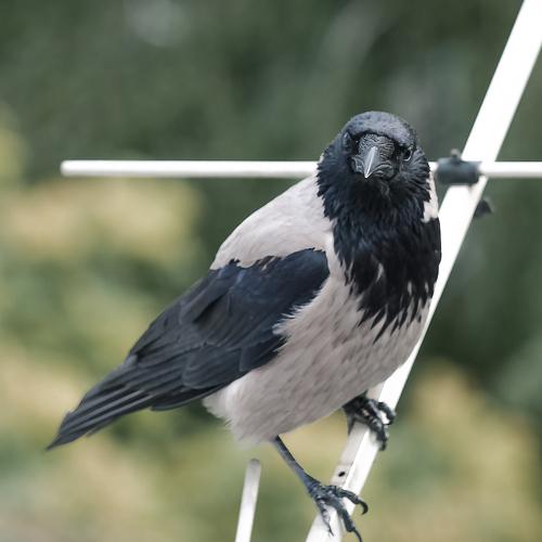 The neighborhood raven
